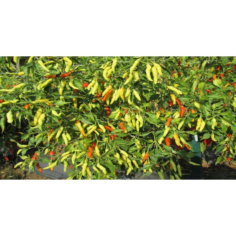 

cabe rawit ijo 1000g