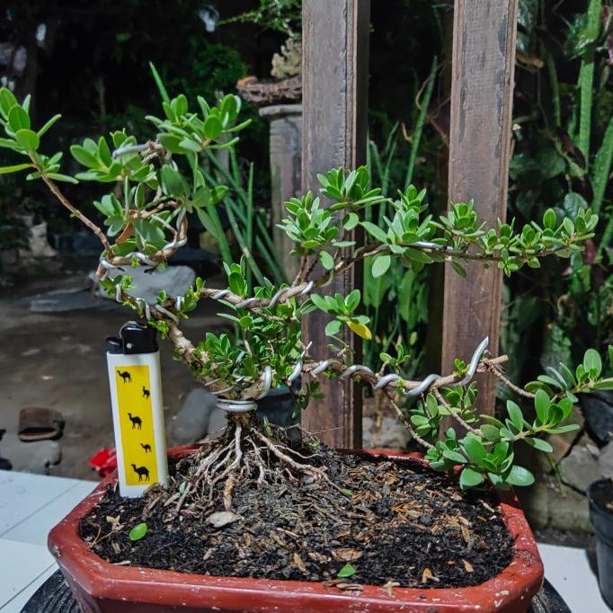 Produk Terbaik] Bonsai Santigi Karang Mame