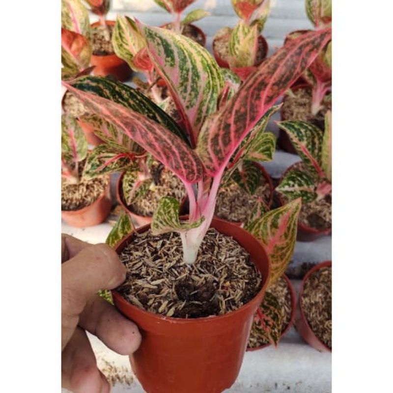 Widuri tulang merah anakan.