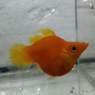 Jual Molly Oren Molly Balon Molly Sunkist Indonesia Shopee Indonesia