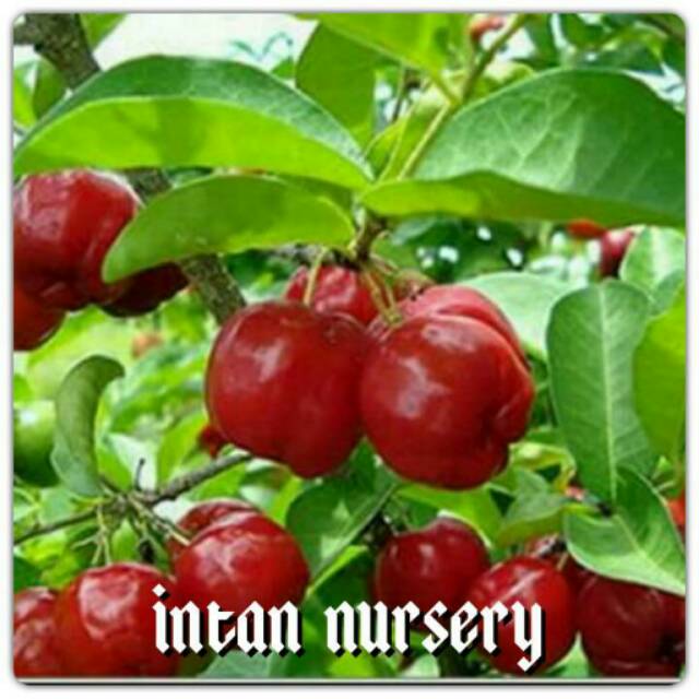 Tanaman Buah Cherry Vietnam - Ceri Manis - Ceri Vietnam Manis - Bibit Buah Ceri