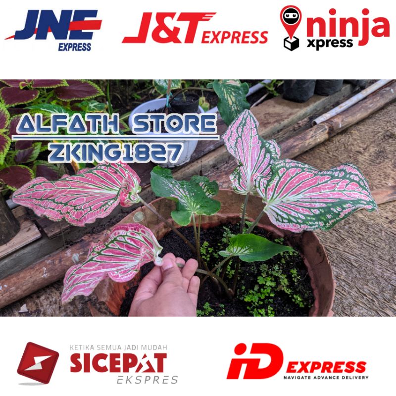 Tanaman hias caladium wayang | keladi wayang | bibit keladi wayang | alocasia pink rose