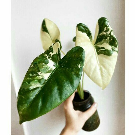 tanaman hias alocasia macrorrhiza varigata / sente varigata