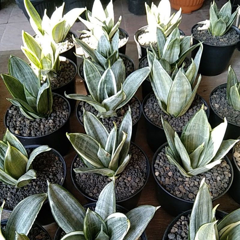 Sansivera Silver frost