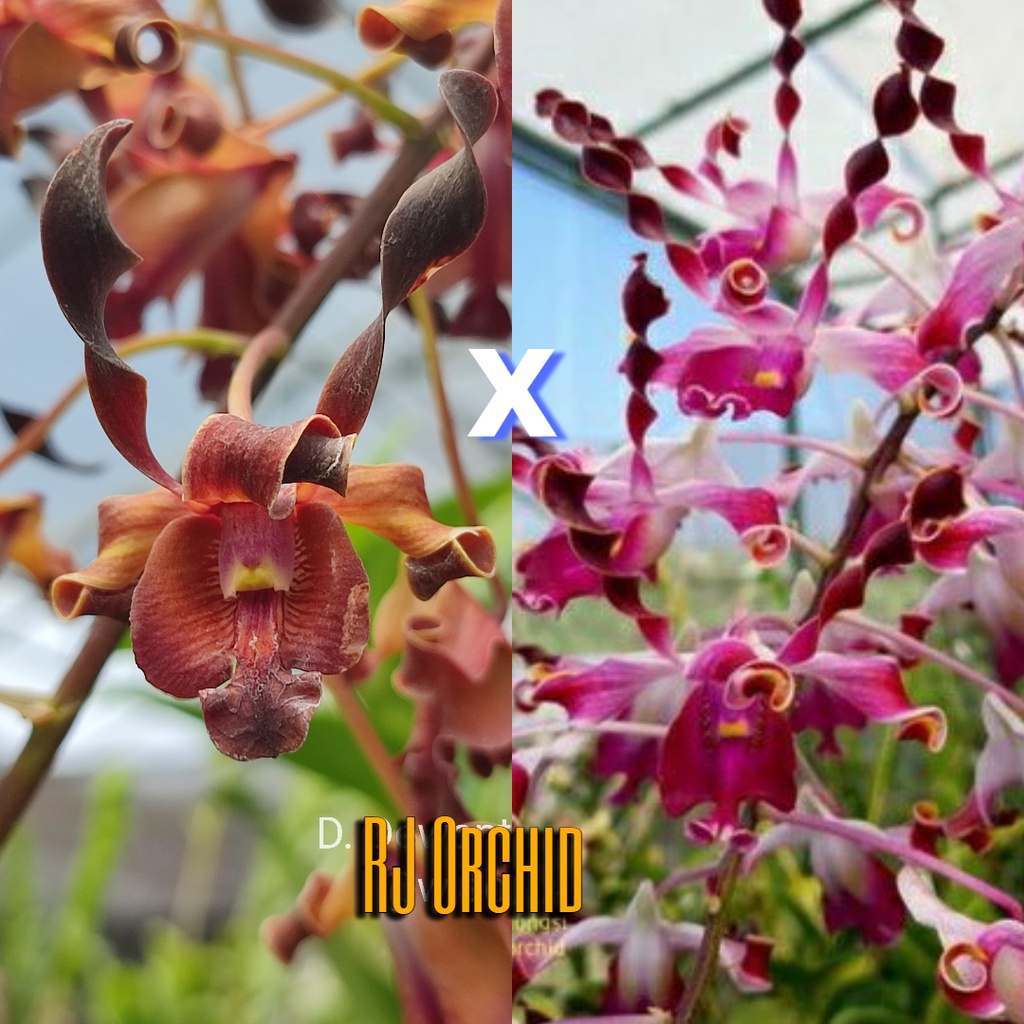 Sedling Dendrobium Dewanty Beauty x Kraikan Sirinungsi