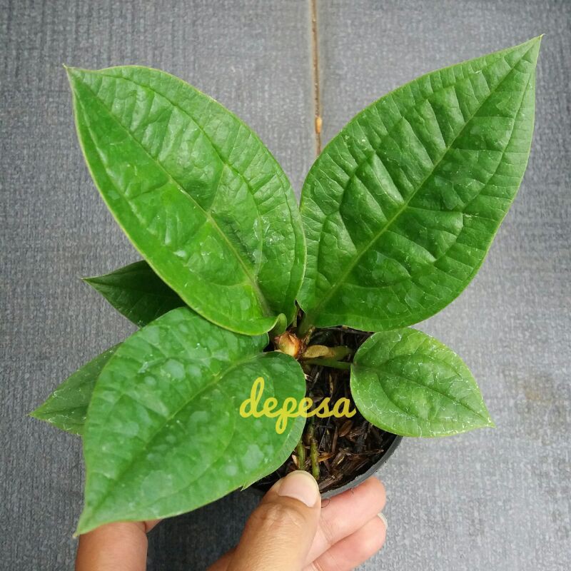Anthurium jemani mangkok karakter curly anakan