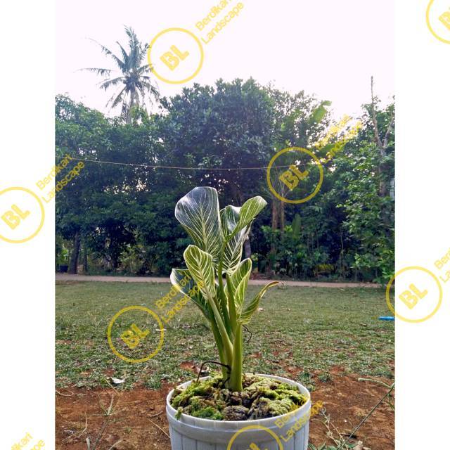 Philodendron Birkin tanaman hias philodendron birkin