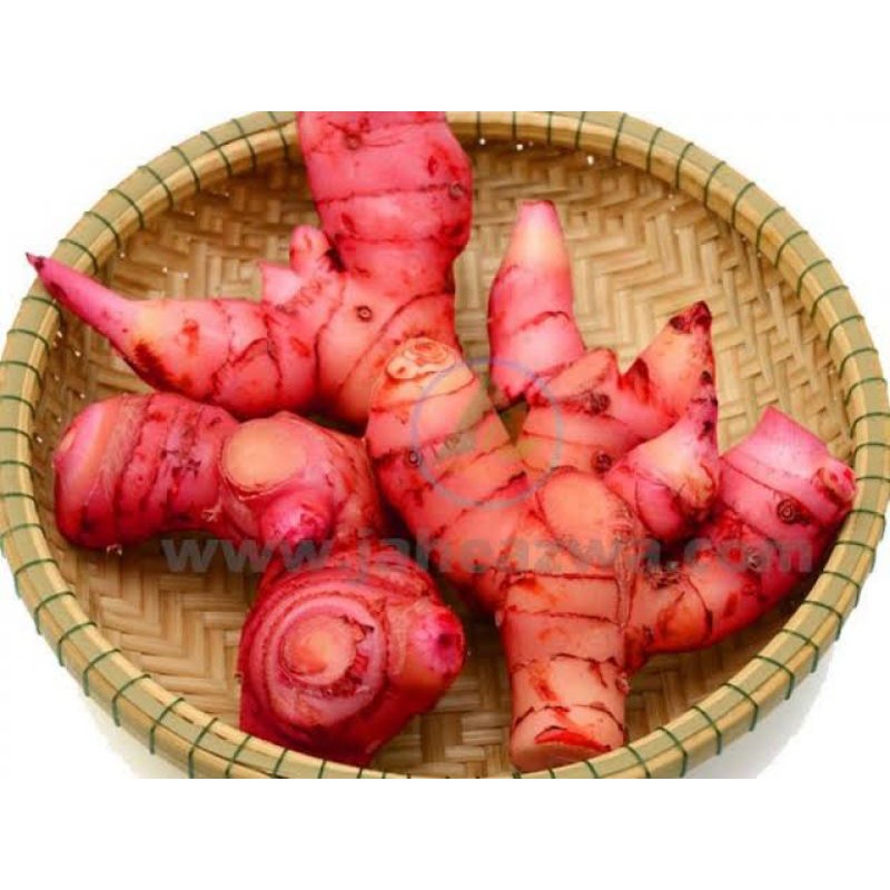 

JAHE MERAH KUALITAS TERBAIK