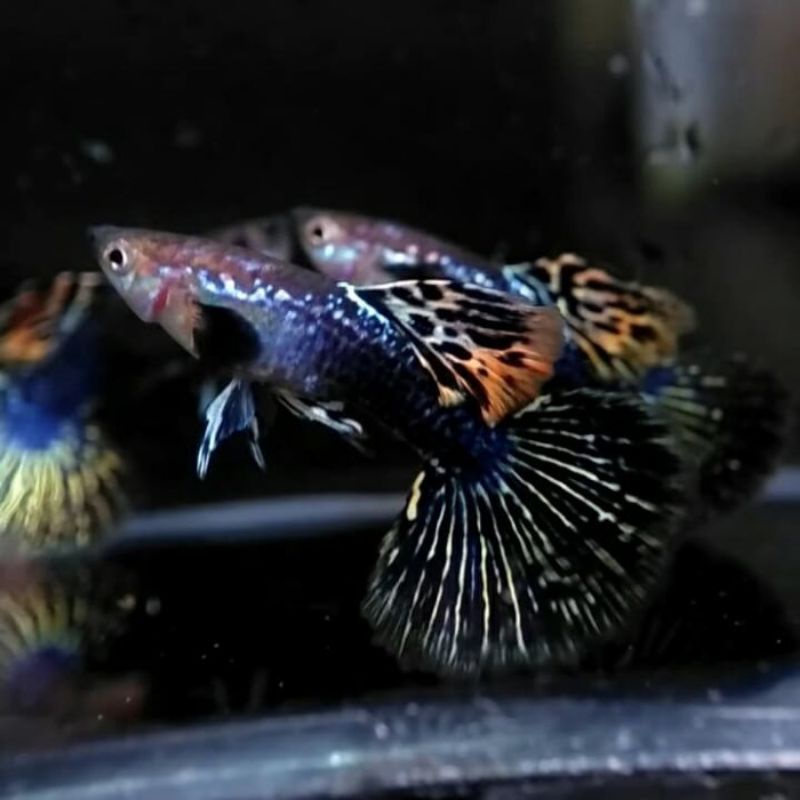 IKAN GUPPY DRAGON BIG EAR