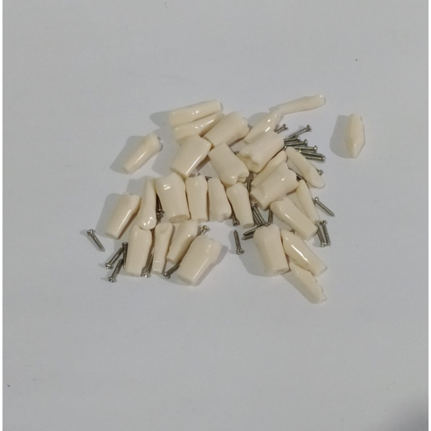 Gigi Typodont Nissin model 28 teeth + skrup model gigi phantomhead