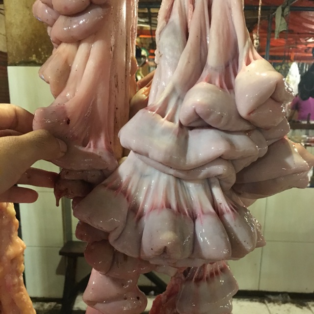 

Usus Sapi