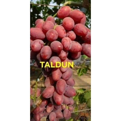 Bibit Anggur Taldun