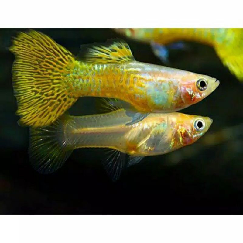 ikan guppy yellow cobra sepasang