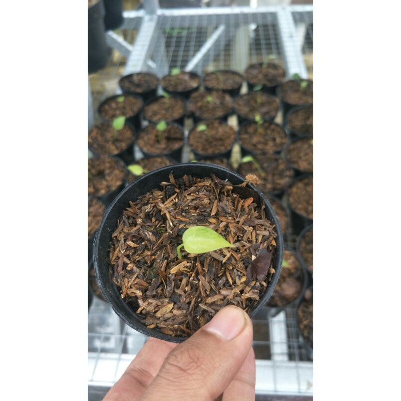 anthurium hokeri varigata X hokeri pink (bibit)