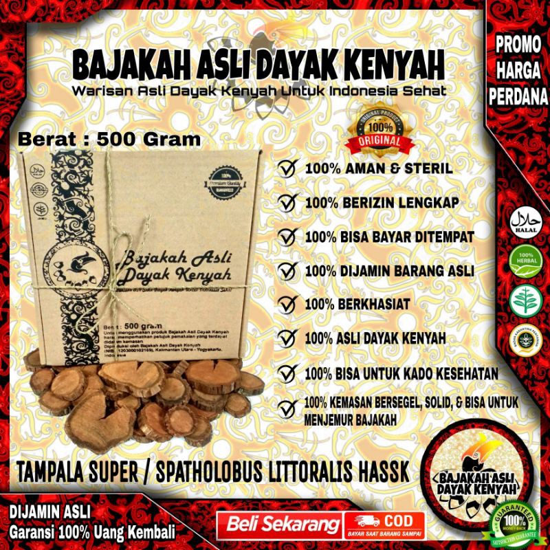

BAJAKAH TAMPALA SUPER 500Gr - SPATHOLOBUS LITTORALIS HASSK - BAJAKAH ASLI DAYAK KENYAH
