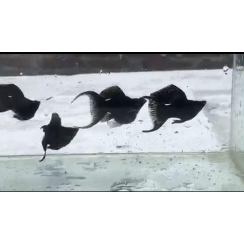molly balon black cawang 1 pasang indukan siap ternak // ikan hias murah