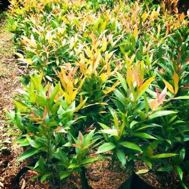 Tanaman Hias Pucuk Merah