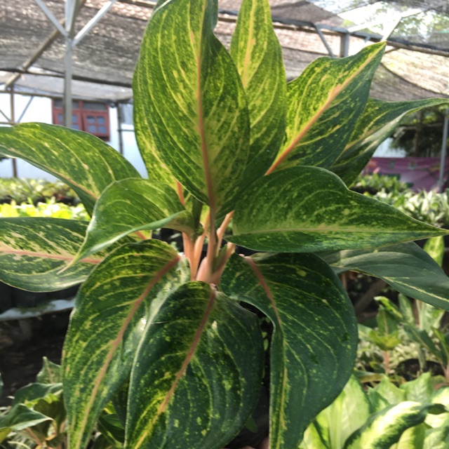 NEW Aglonema roro mendut tanaman hias