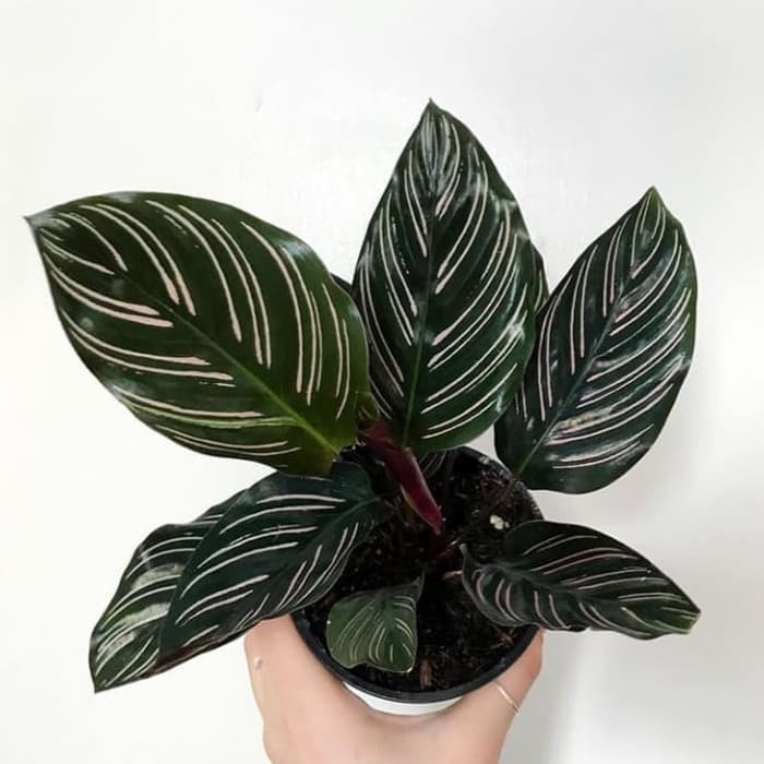 Bibit Tanaman Hias Calathea Ornata BERGARANSI