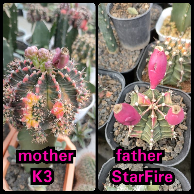biji kaktus K3 x StarFire isi 100pcs