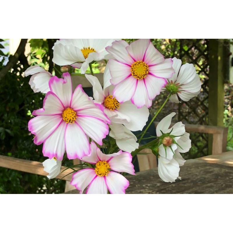 Benih-Bibit Bunga Cosmos Candy Stripe (Haira Seed)