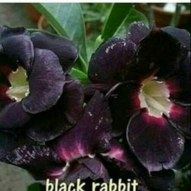 Bibit Bunga Kamboja Jepang Black Rabbit Shopee Indonesia