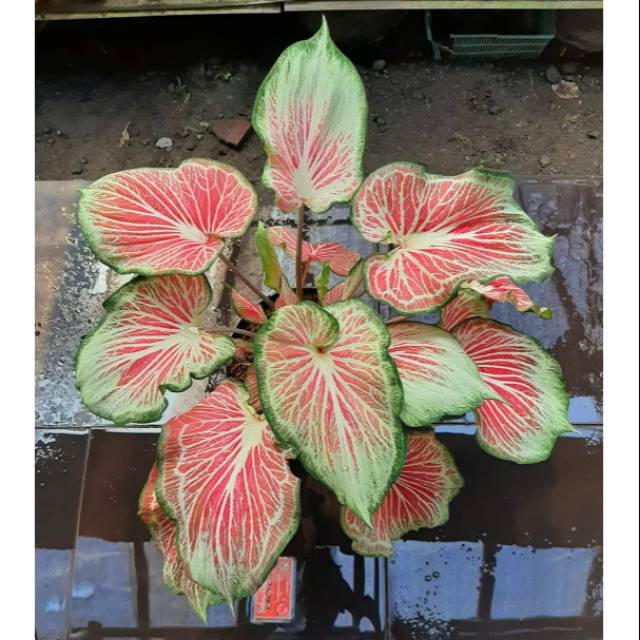 Tanaman Hias Bbit Caladium Keladi Hias Flying Garuda Pink Shopee Indonesia