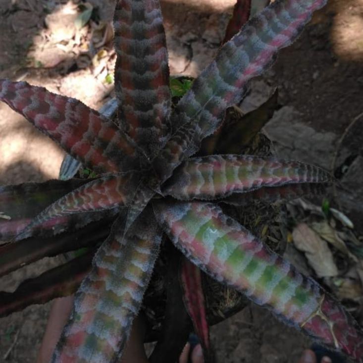 

Flashϟsale criptantus zebra totol merah