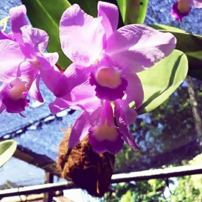 ANGGREK CATTLEYA CATTY CATLEA MANTINI BUNGA BESAR UNGU MURAH