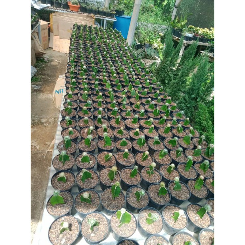 pohon hiyas kaktus mini