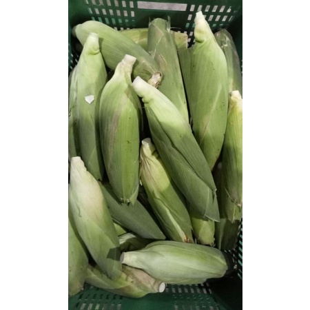 

SegarDailly Jagung Manis 1 kg/Pack