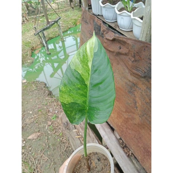 Homalomena varigata kuning daun 1_2 anakan