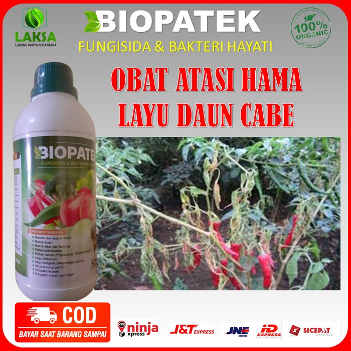 [NEW PRODUK] BIOPATEK Obat Hama Penyakit Layu Daun Cabe Paling Ampuh - Obat Rontok Daun Cabe Ampuh -