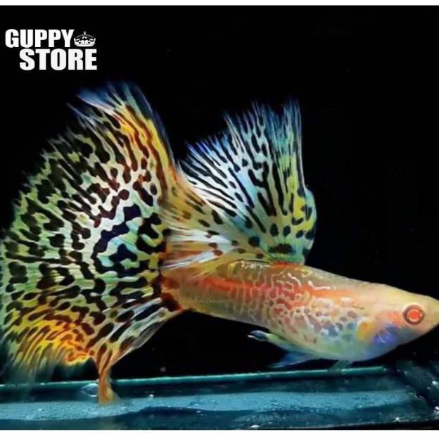 Terbaru Ikan Guppy Albino Yellow Cobra Ikan Hias Aquascape & Aquarium