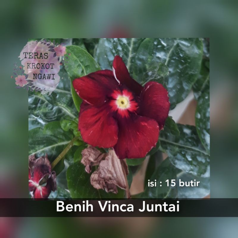 Benih Biji Bunga Vinca Juntai Import Tapak Dara