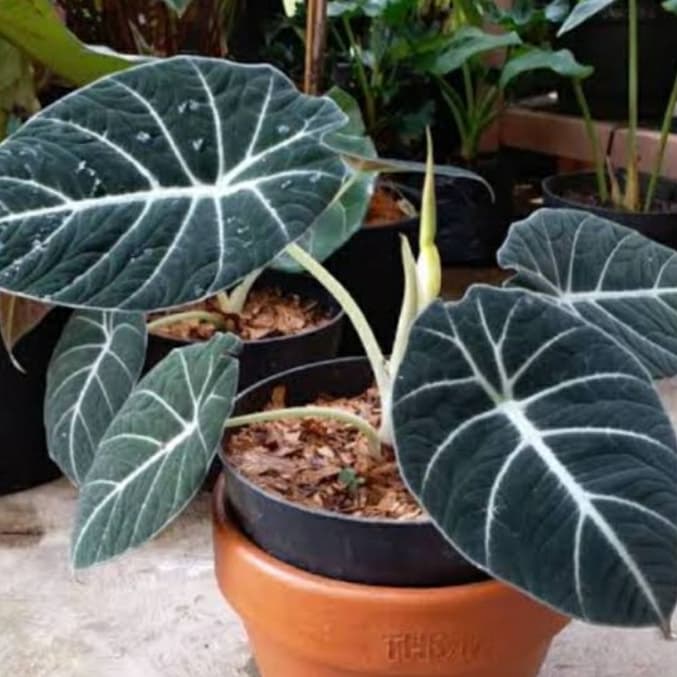 tanaman hias black velvet - alocasia black velvet - alocasia