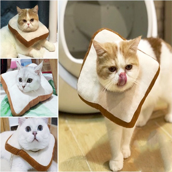 Harga Cone Kucing Bantal Terbaru November 2021  BigGo Indonesia