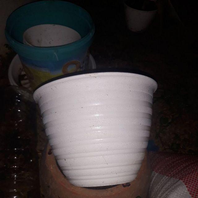 Pot Tawon 18 Cm Plastik  Tanaman Hias Bunga  Sukulen Kaktus