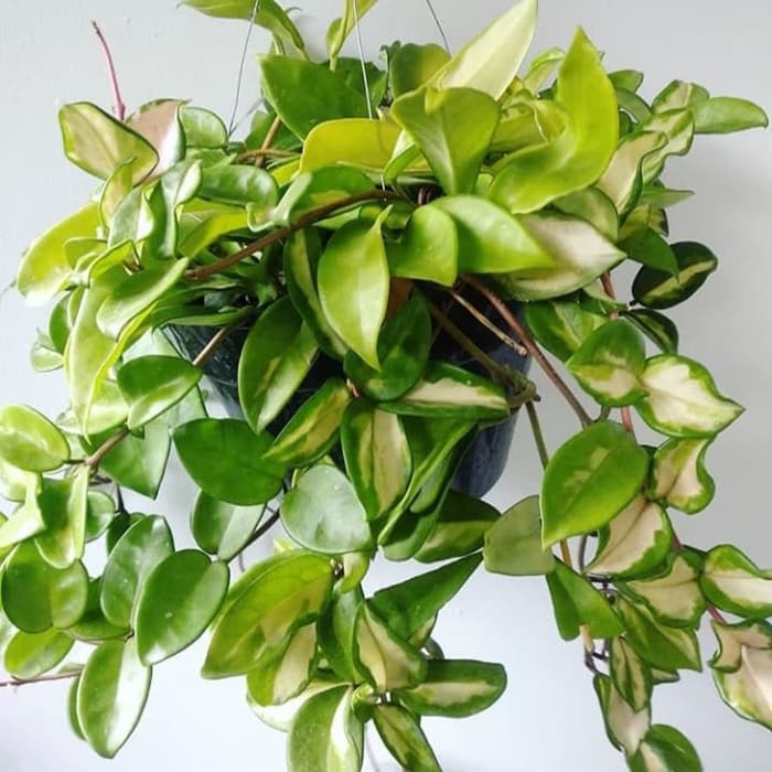 tanaman hias hoya cornosa varigata tanaman hias hoya