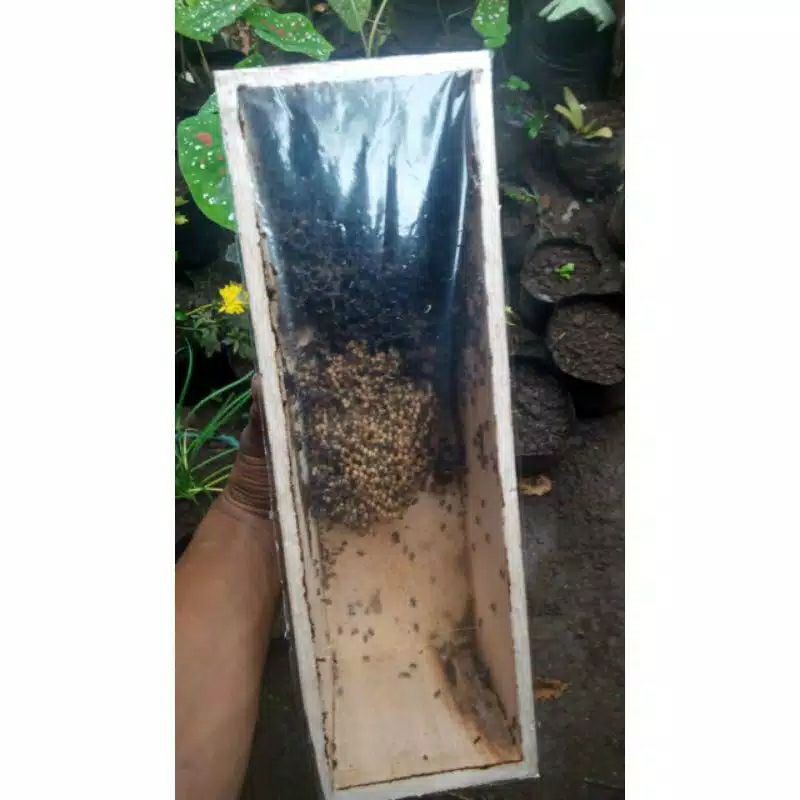 bibit klanceng jenis leviecep