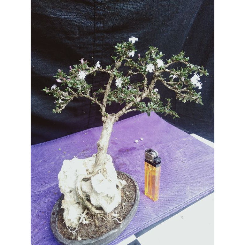 tanaman hias bonsai mini,ontherock..(diatas batu.)
