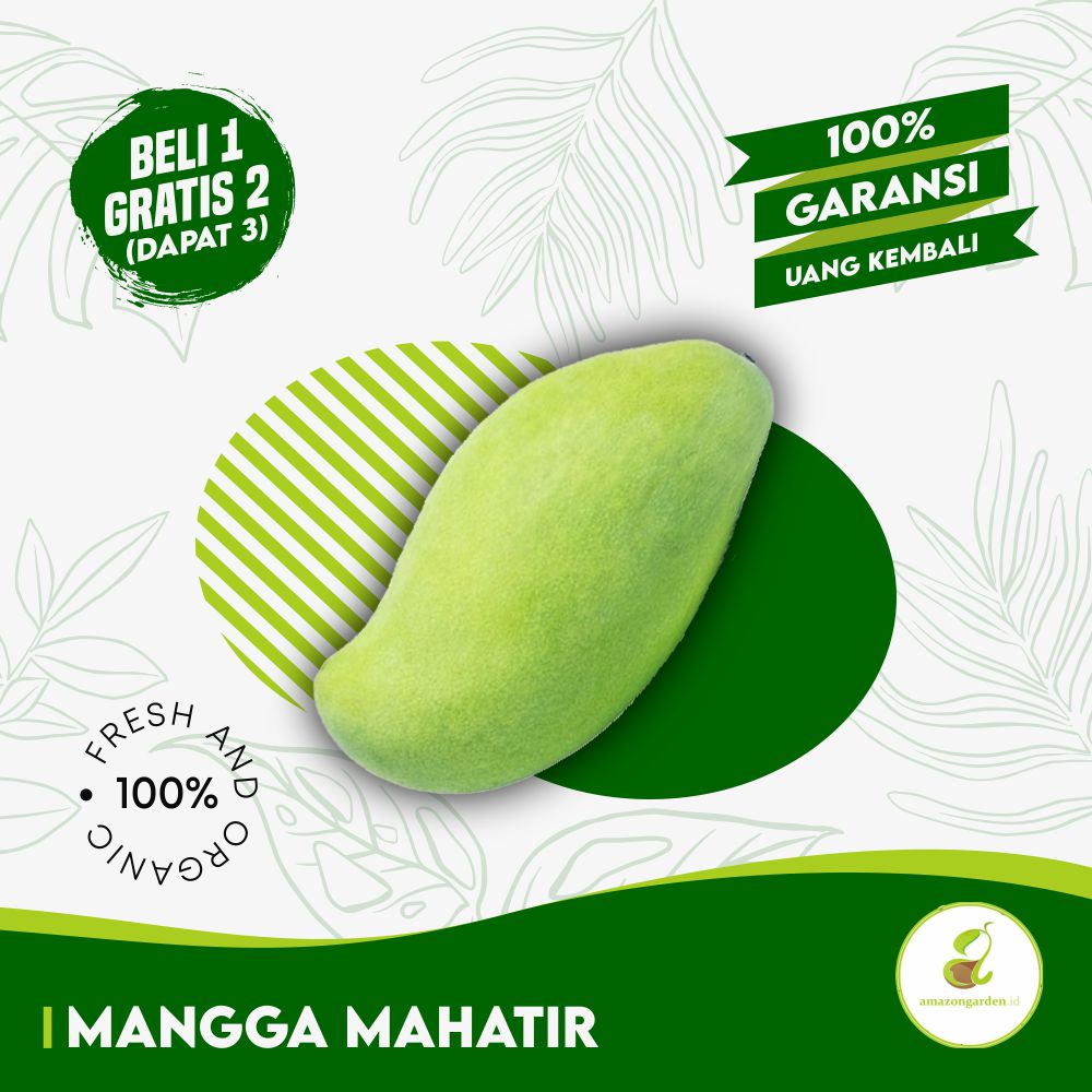 

3 BIBIT MANGGA MAHATIR + SEKAM + PUPUK + PANDUAN