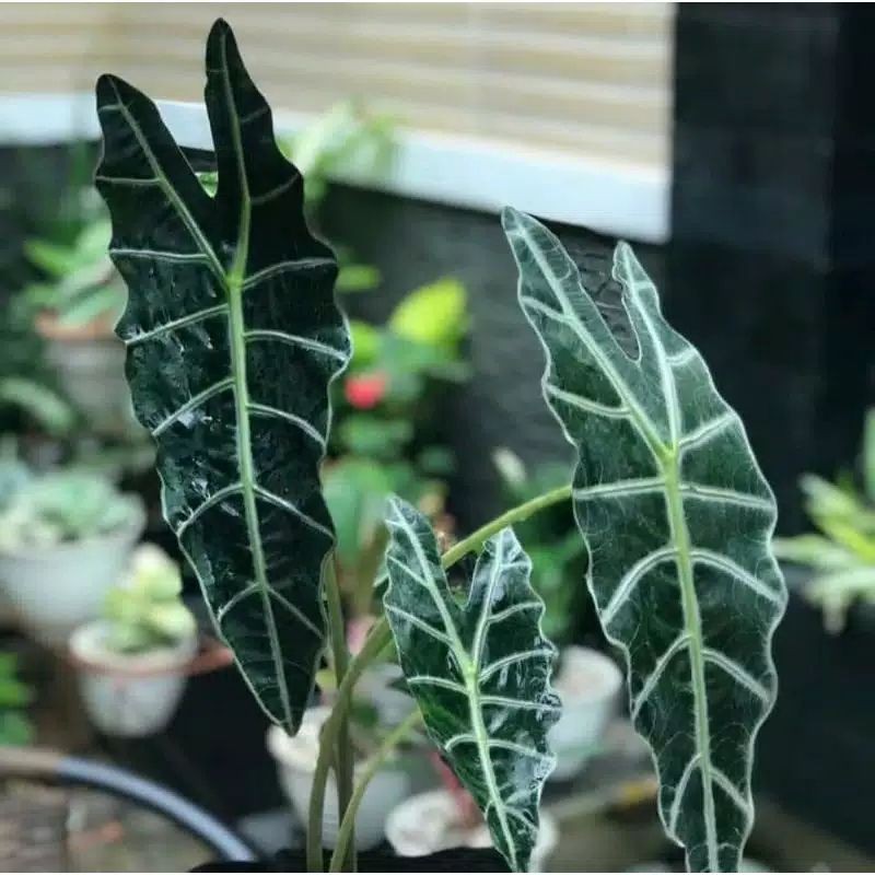 Tanaman hias daun calladium amazone / keladi tengkorak amazon