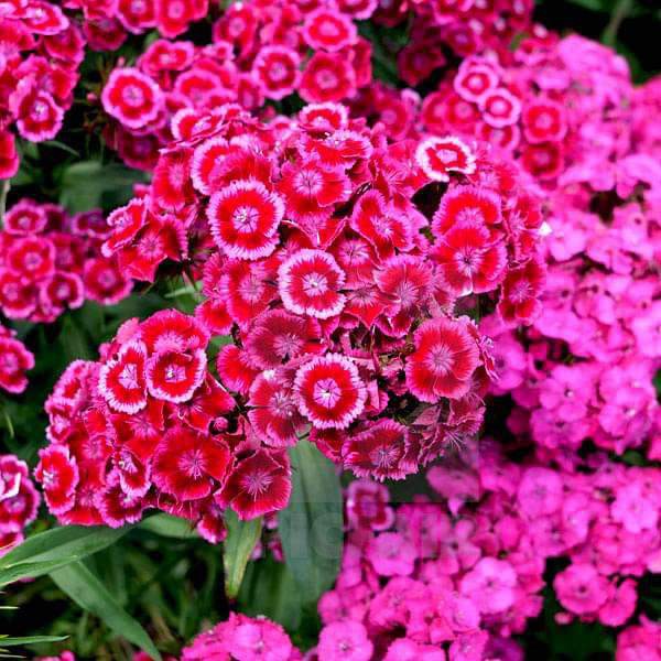 Benih Bibit Biji - Bunga Dianthus Chinese Pink Dianthus chinensis Anyelir Flower Seeds - IMPORT