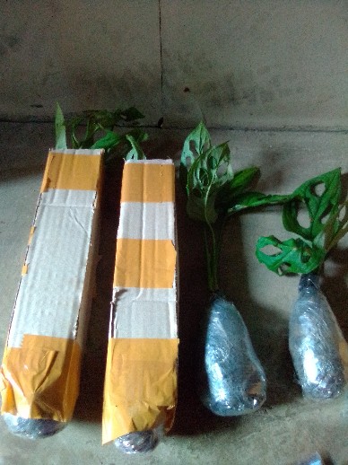 Janda Bolong- Tanaman Hias Monstera Obliqua Lokal