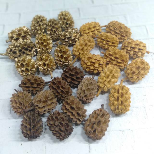 20pcs Cemara Udang Cemara Laut Durenan bunga kering dried Flower biji-bijian