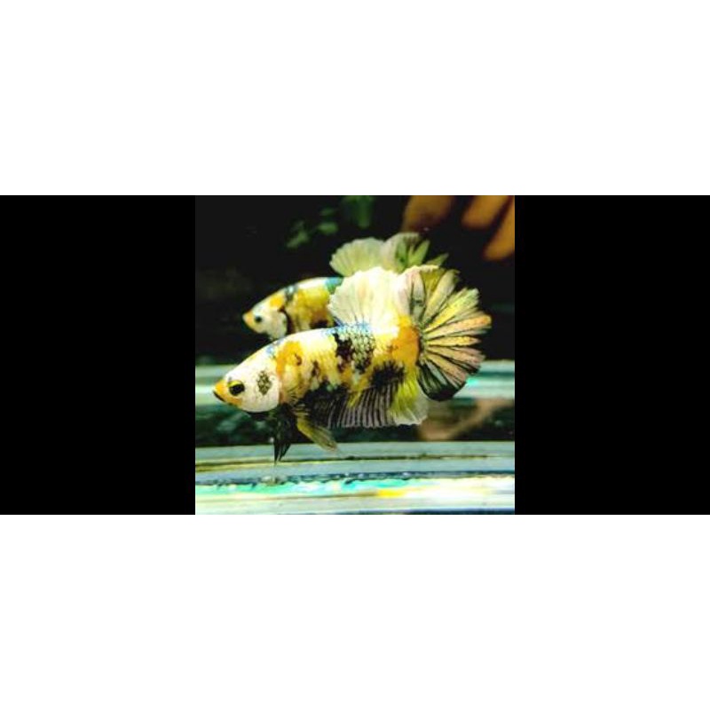 cupang yellow cooper