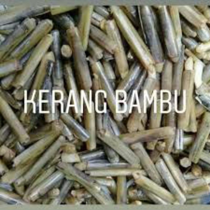 

kerang bambu kecil