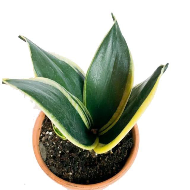 Sanseviera Pagoda / Sansivera Pagoda