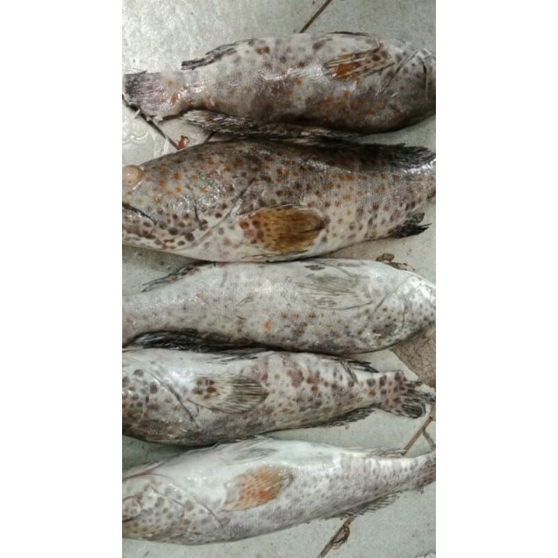 

ikan kerapu macan 1kg